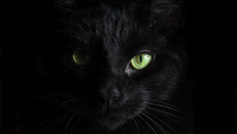 fotos de gato preto