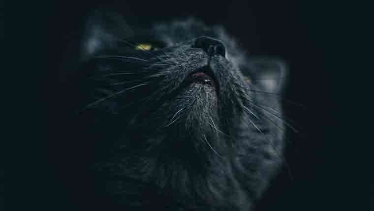 fotos de gatos fofos