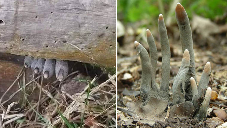 Fungos assustadores parecem dedos humanos mortos: fotos de dar medo 