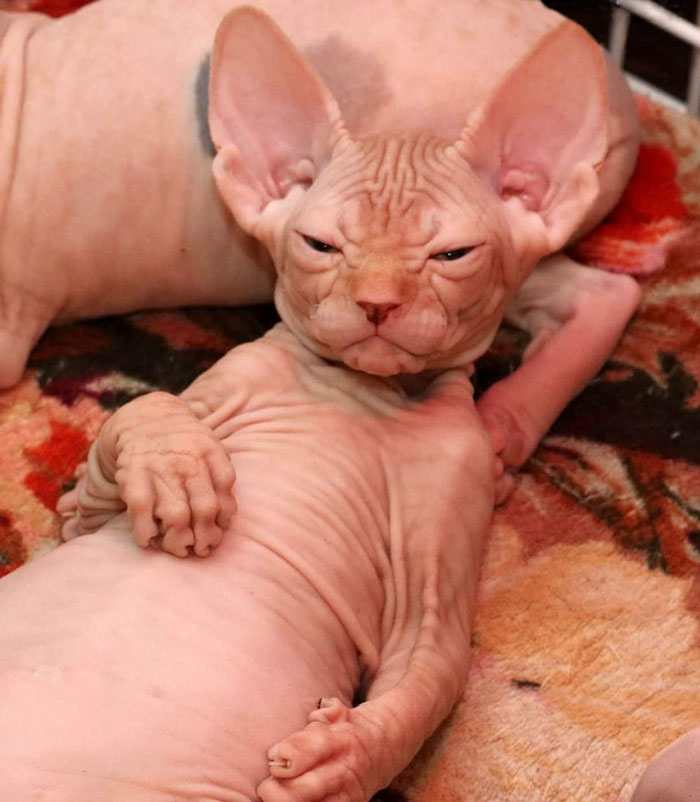 gatos sphynx