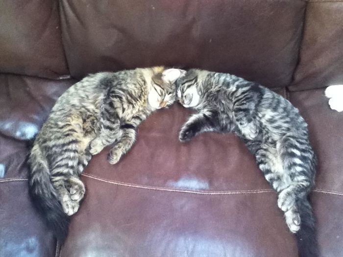 gatinhos divertidos
