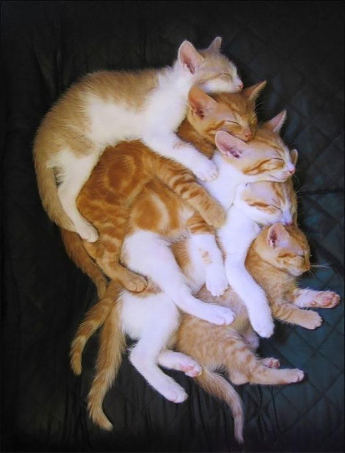 gatinhos fofos