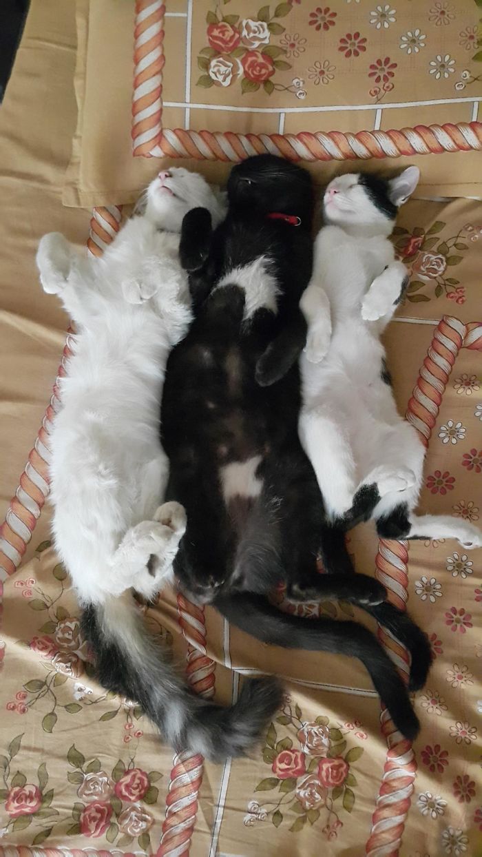 gatinhos pegam no sono