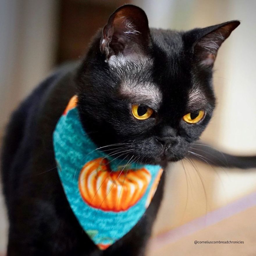 gato preto bonito