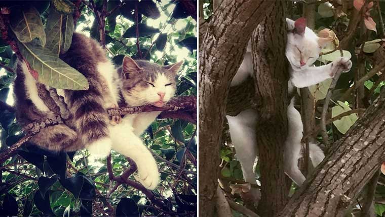 gatos-amam-árvores