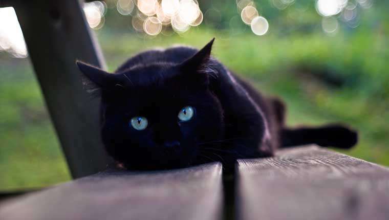 gatos pretos lindos