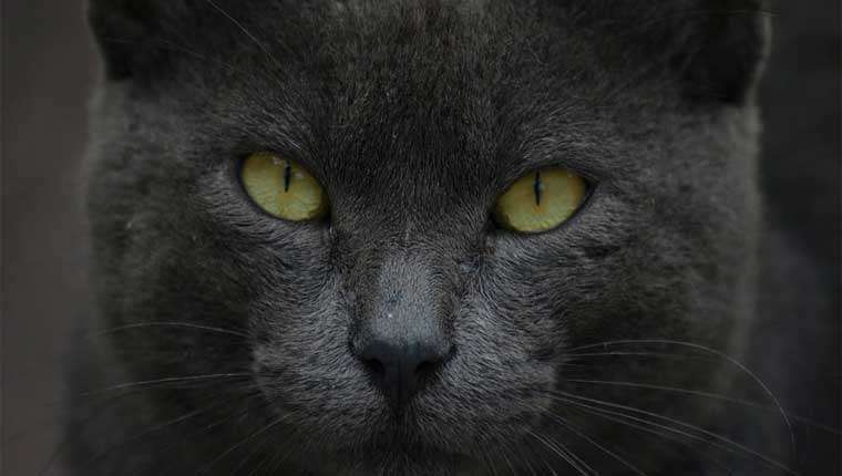 gatos pretos