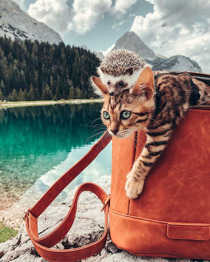 fotos de gato bengal instagram
