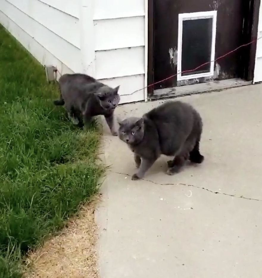 gato encontra clone no quintal