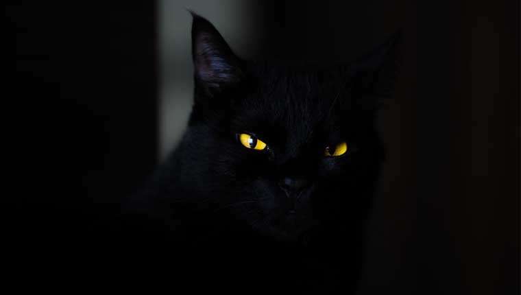 lindas fotos de gato preto