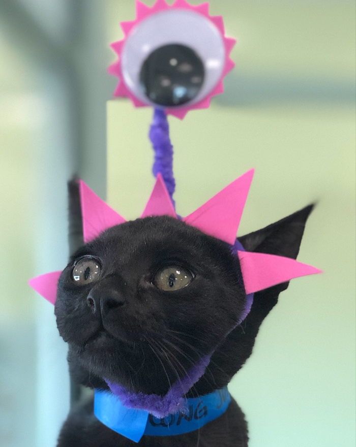Abrigo fantasiou animais