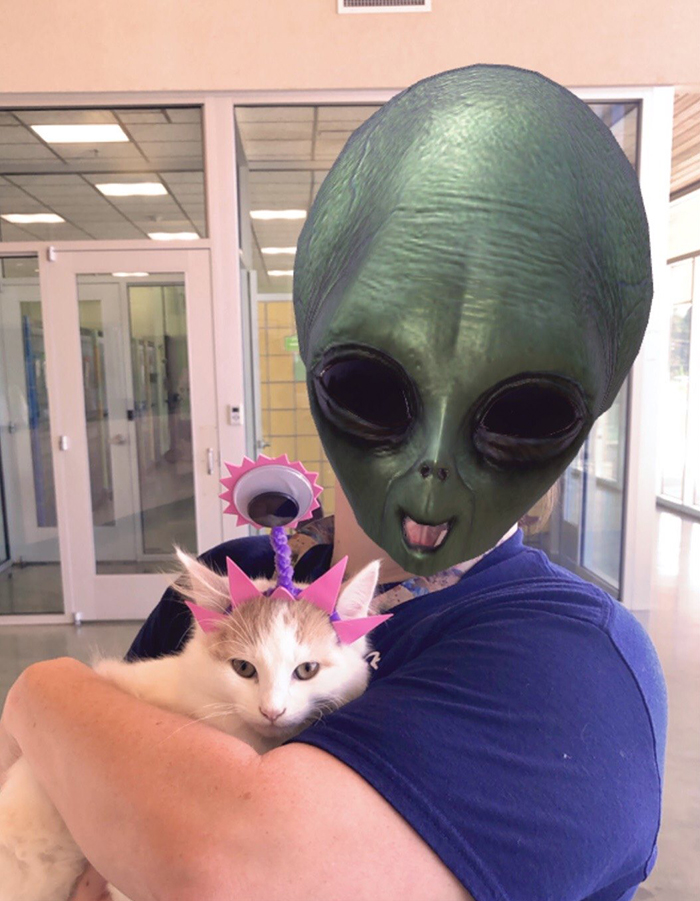 animais fantasiados