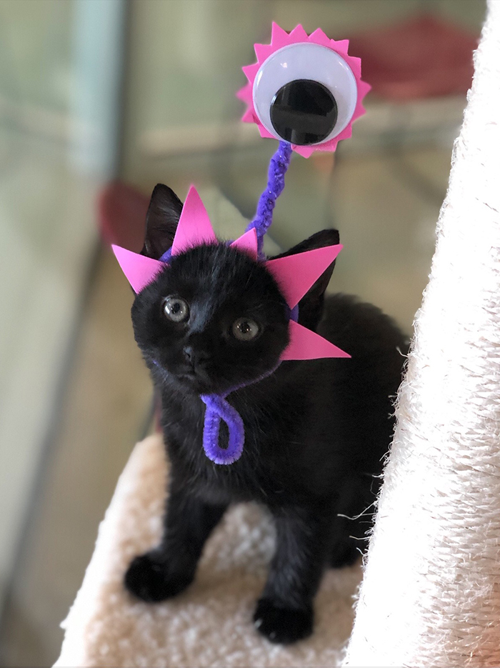 Abrigo fantasiou animais para adoção