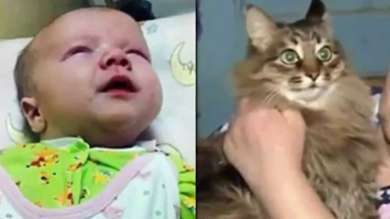 gata de rua manteve bebê aquecido