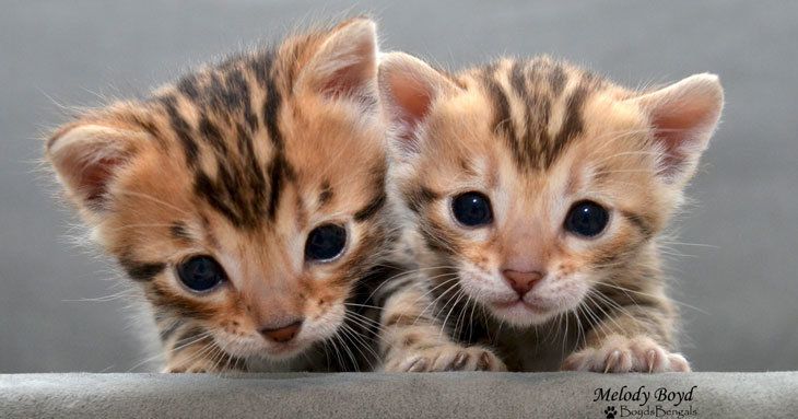 filhotes de gato bengal