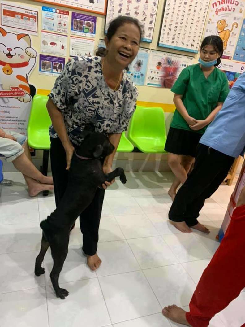 cachorrinho pede ajuda para voltar para casa