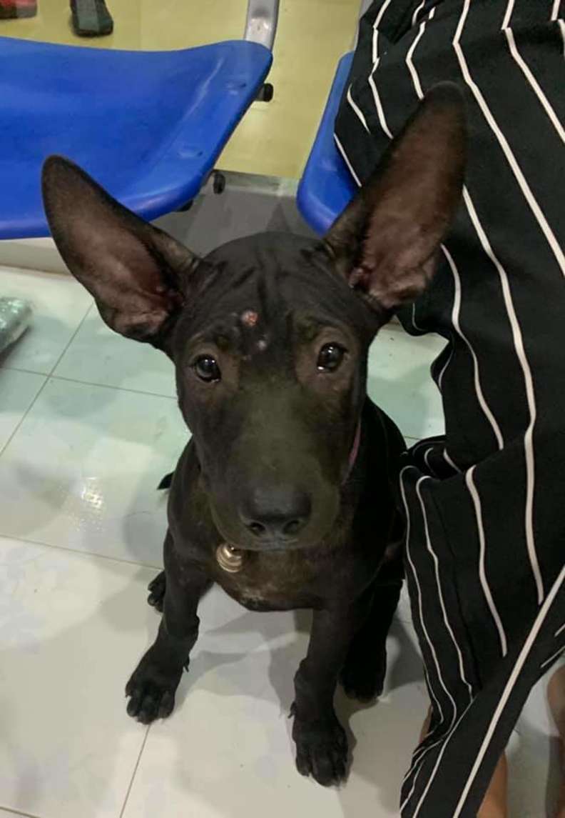Filhote perdido pede ajuda