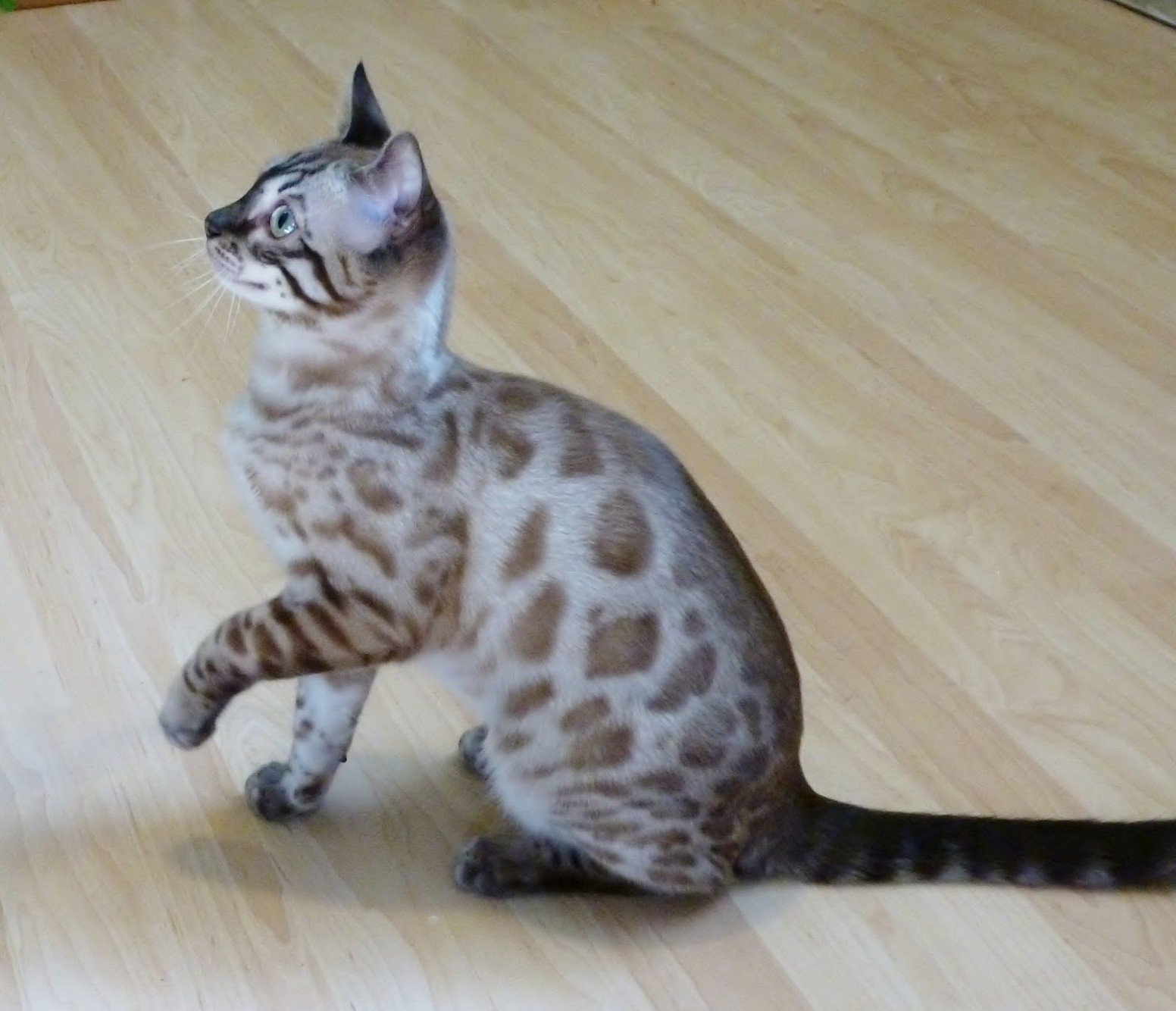 fotos de gatos bengal lindos