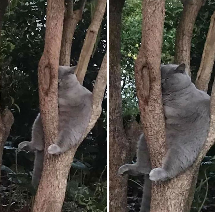 gatos engraçados