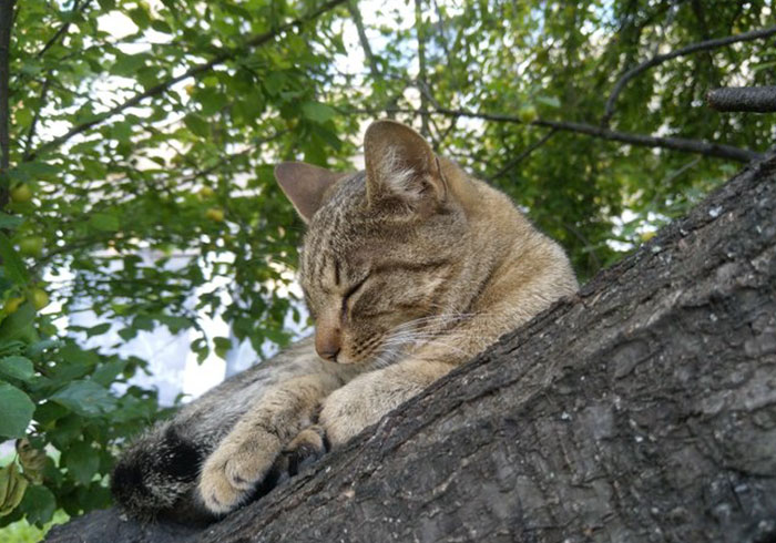 gatos amam árvores fofos