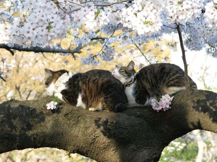 por que gatos gostam de árvores