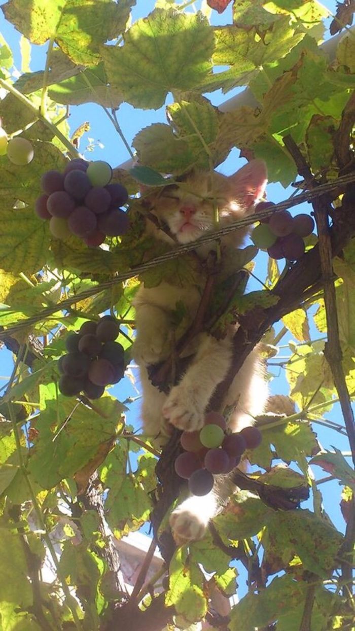 fotos engraçadas de gatinhos