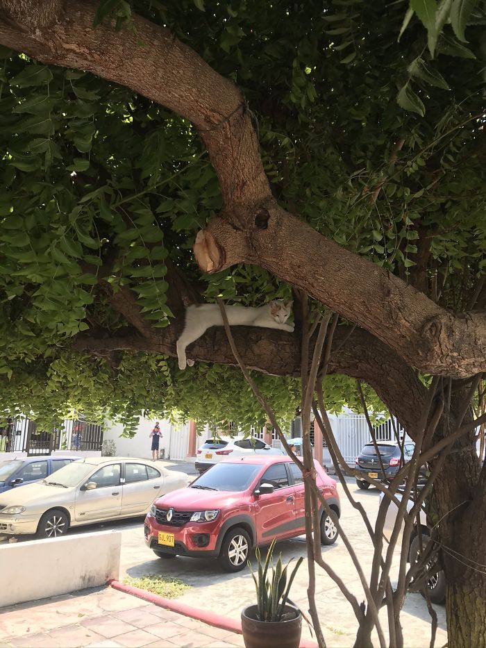 gatos amam árvores lindos