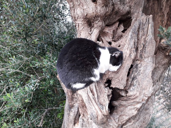 gatinhos dormindo em árvores