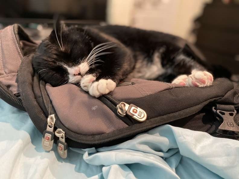 linda gata ama dormir em mochilas