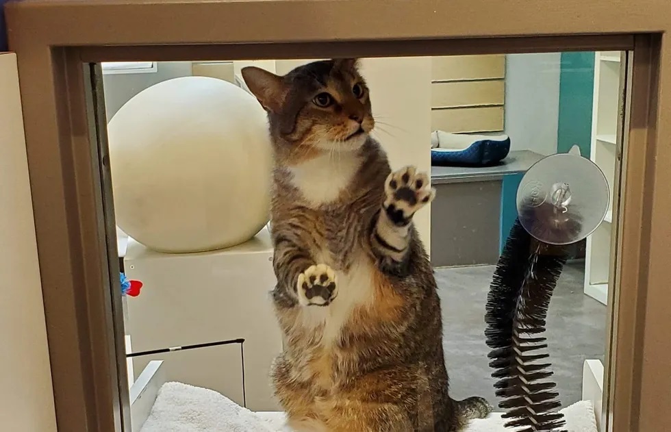 gatinho de abrigo abre portas
