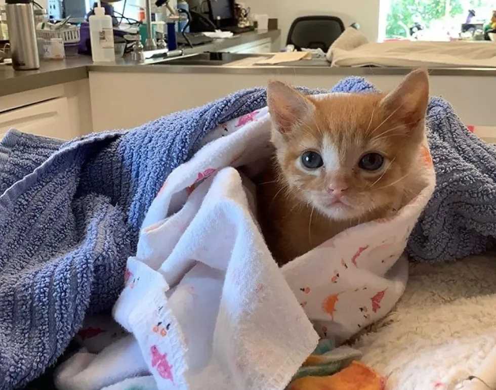 gatinho resgatado abrigo
