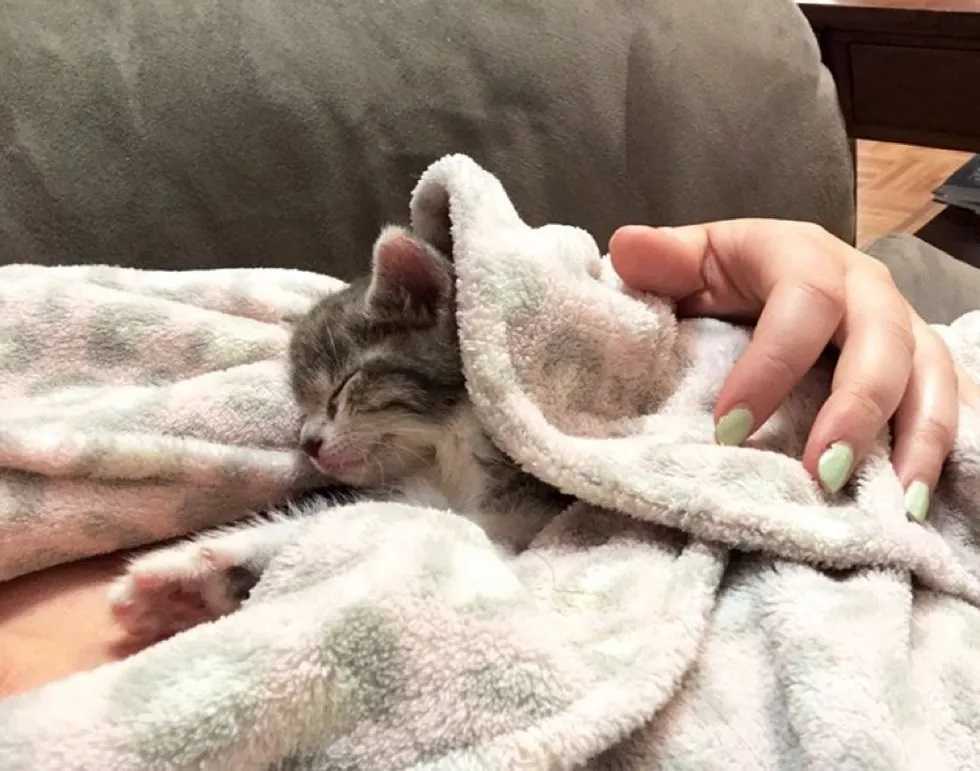 Gatinha linda foi rejeitada e adotada