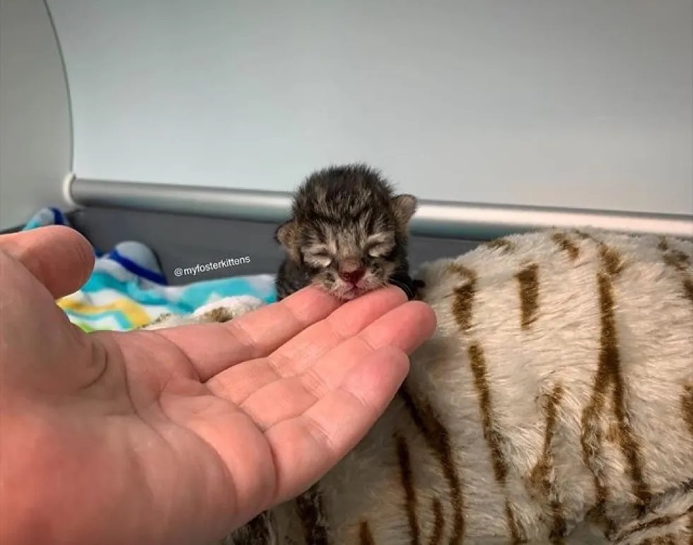 Homem resgatou um gatinho que caiu de carro