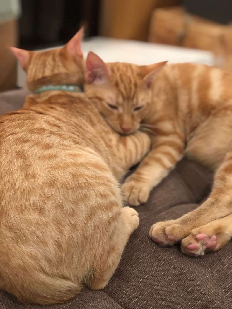 gatinhos amigos