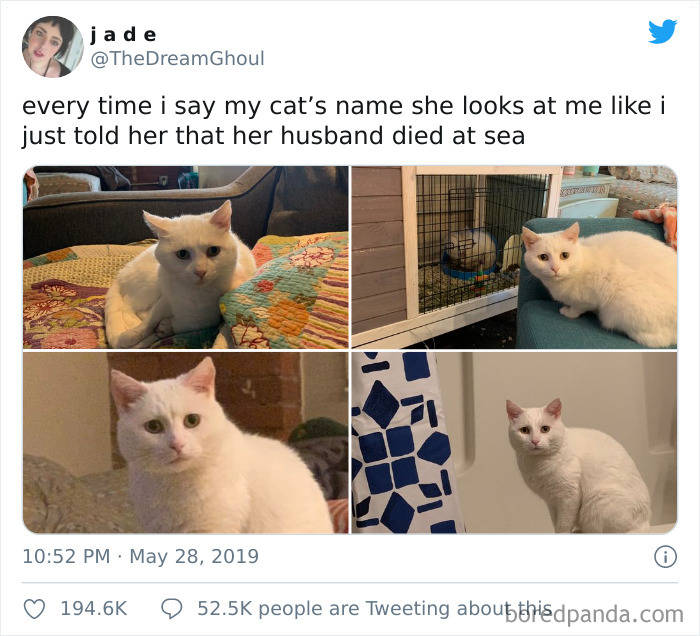 gatos dramáticos