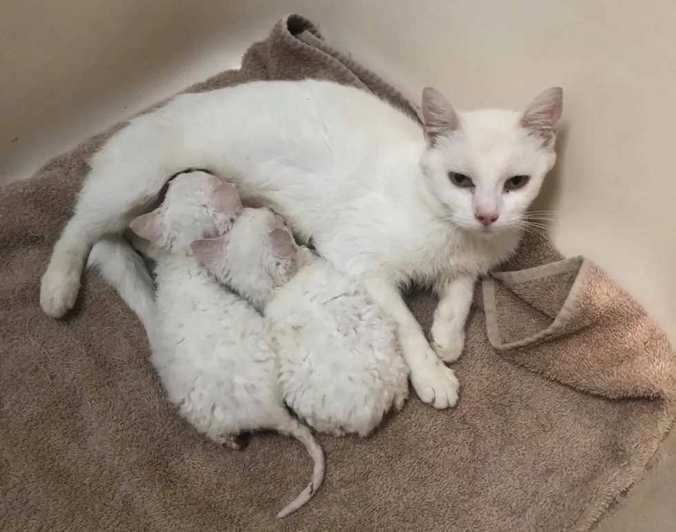 família descobre gatinhos no quintal