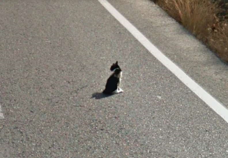 salvamento de gatinho