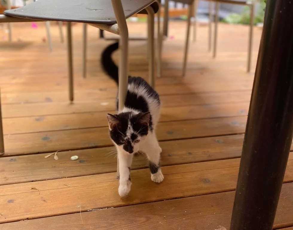 Gatinha de rua pede comida e ganha lar