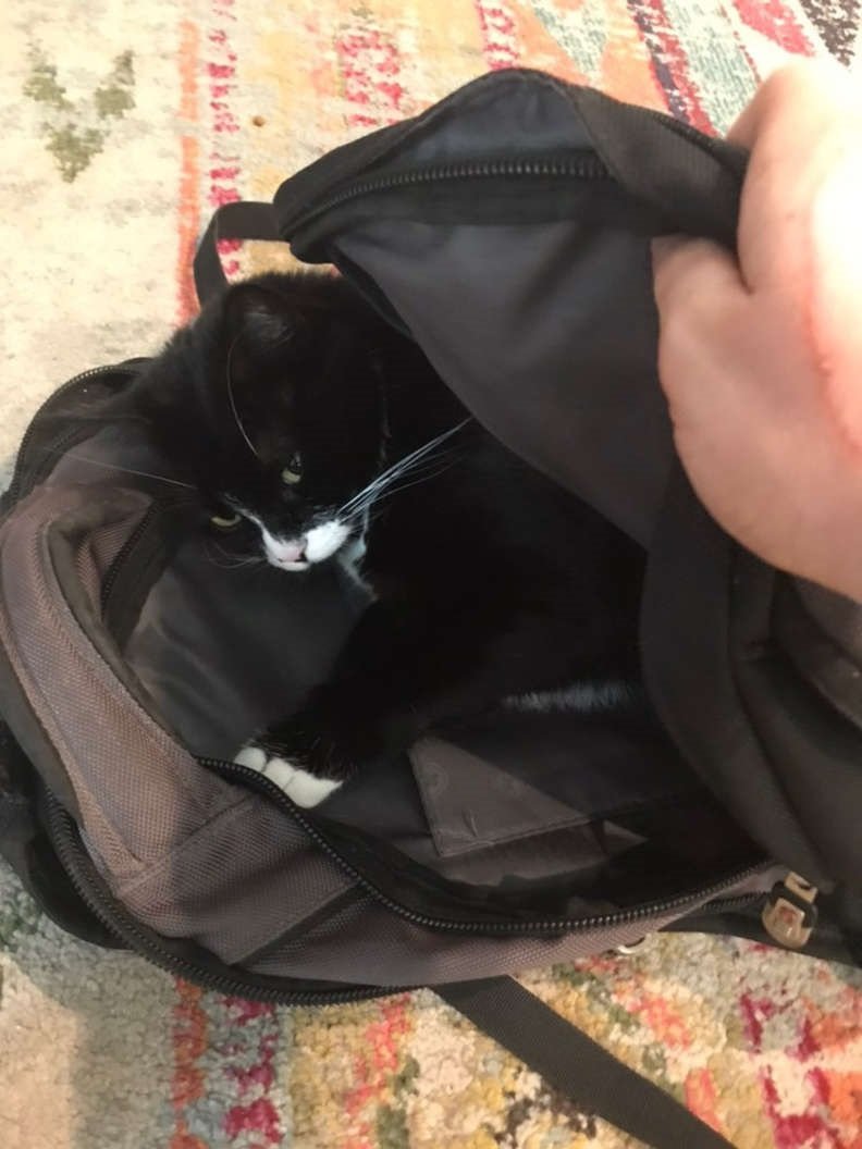 gatinha ama dormir em mochilas