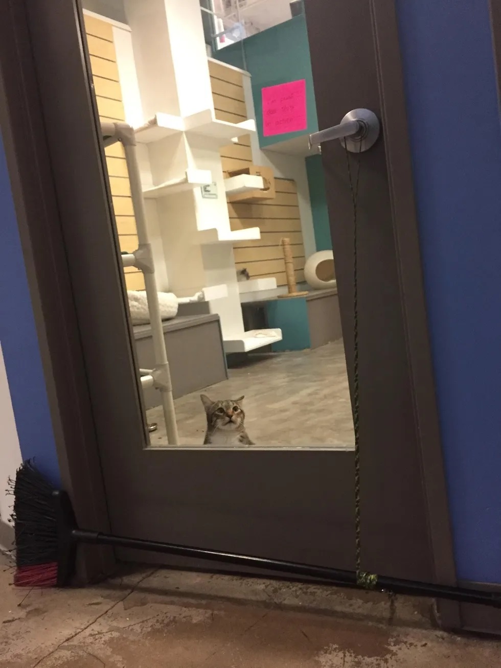 gatinho fugitivo