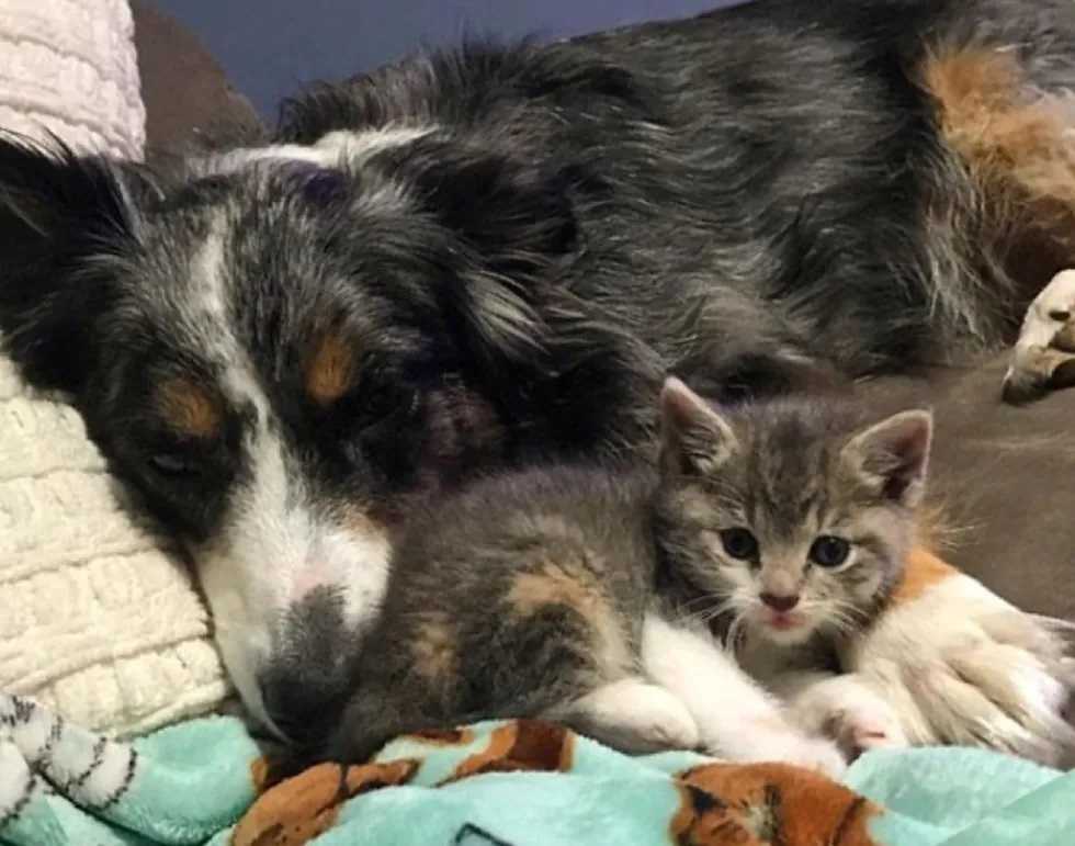 gata adotada por cães