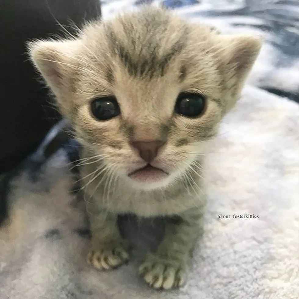 gata adota gatinho de rua