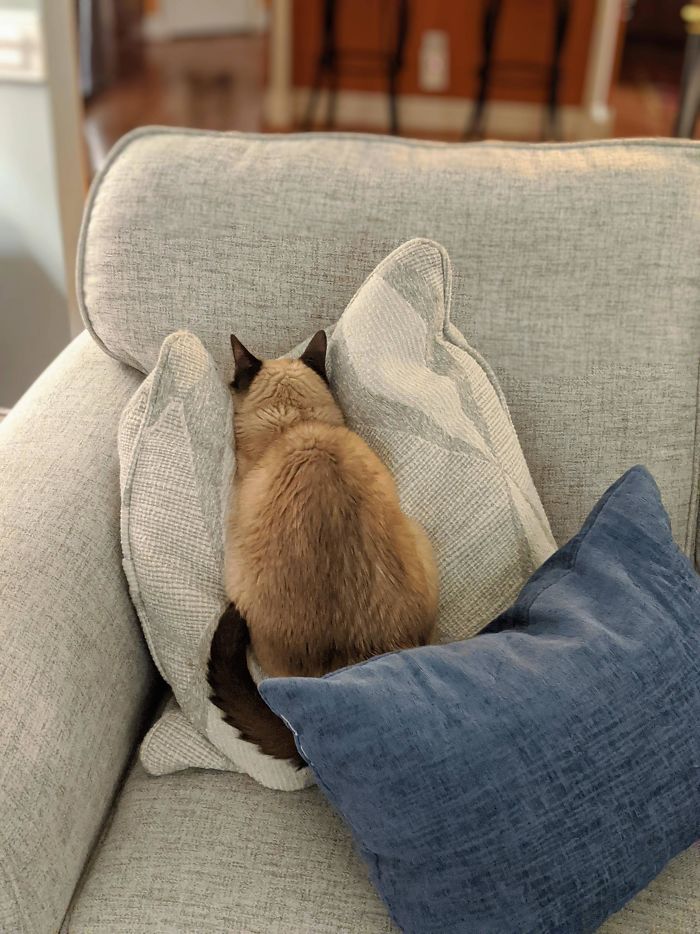 gatos hilários