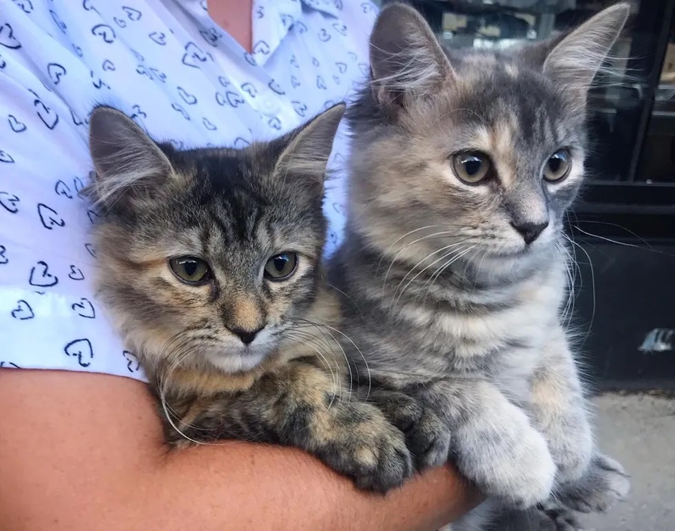 filhotes de gato