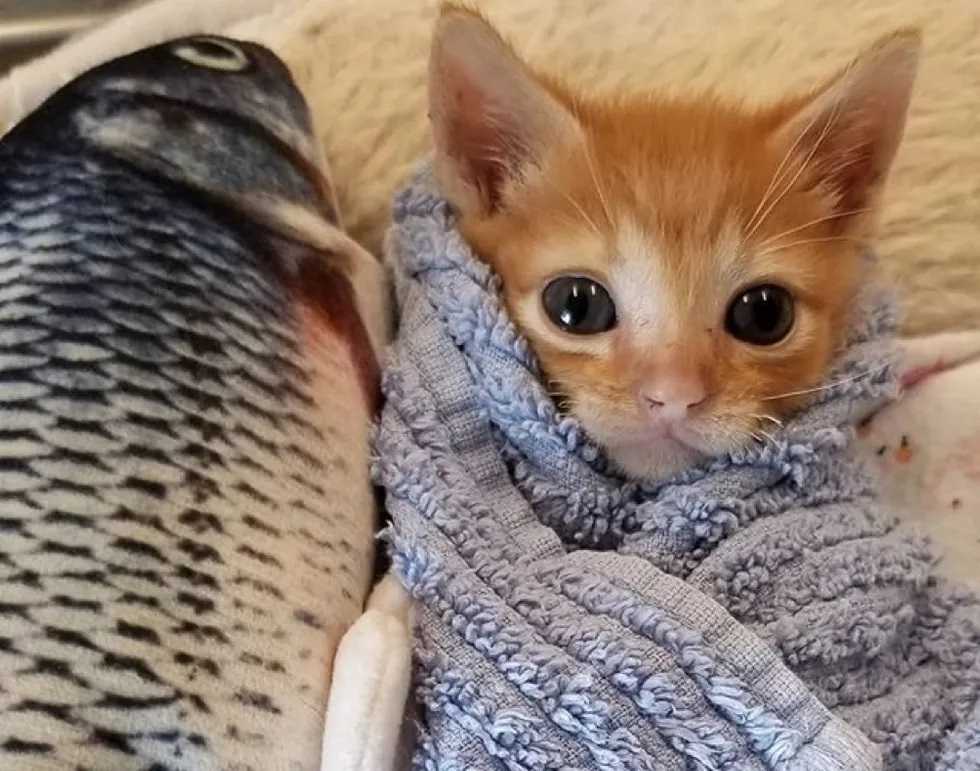 Gatos de abrigo são abraçados