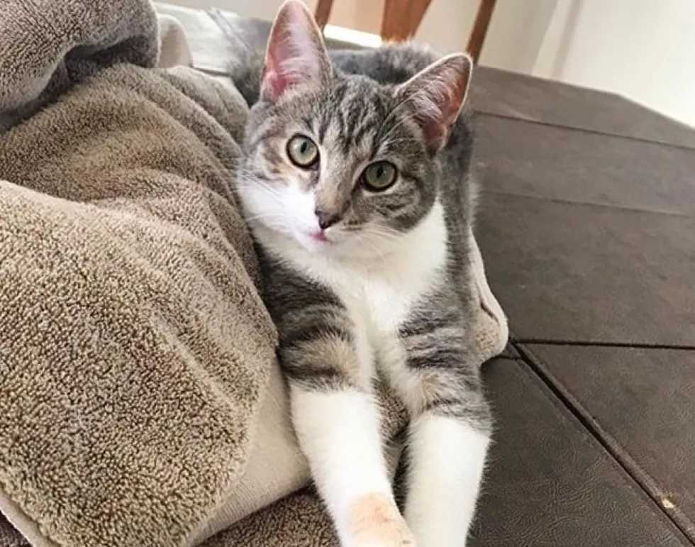 gata resgatada em fazenda
