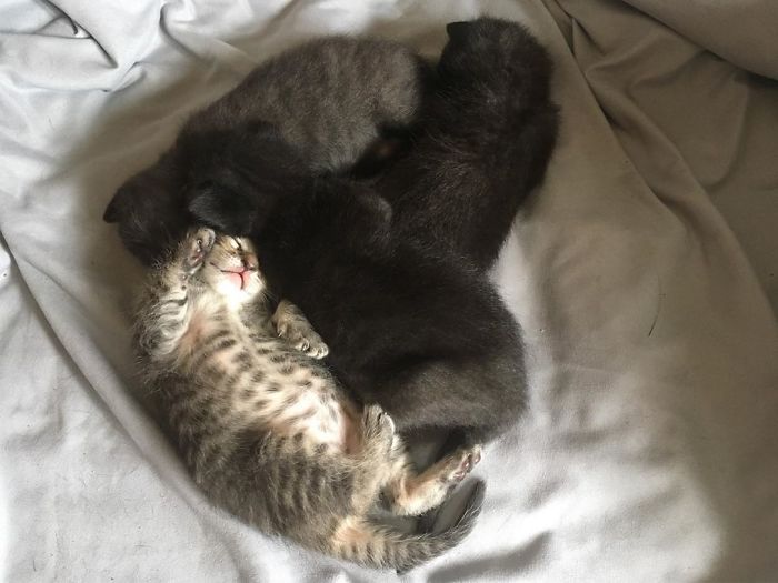 gatinhos adotados