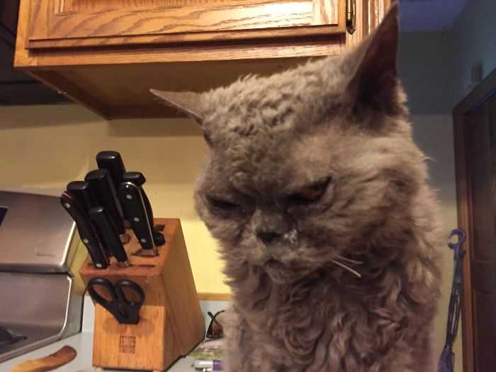 Esse gato de 17 anos