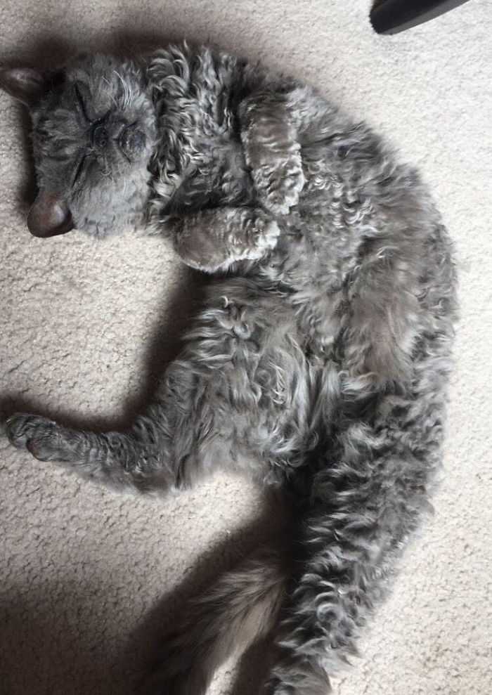 gatinho de pelos encaracolados