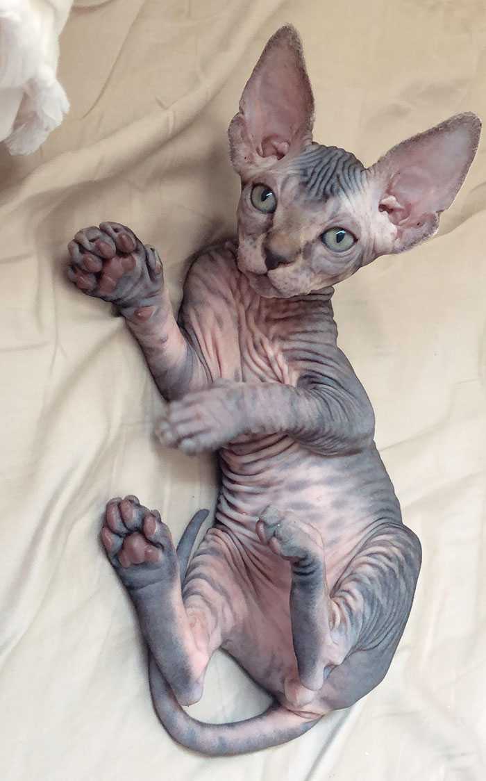 Filhotes de gato sphynx fofos